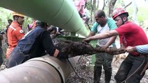 Brésil: les secours sauvent un poulain de la coulée de boue
