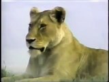 Ngorongoro Lion Attacks Zebra Wild life Documentary