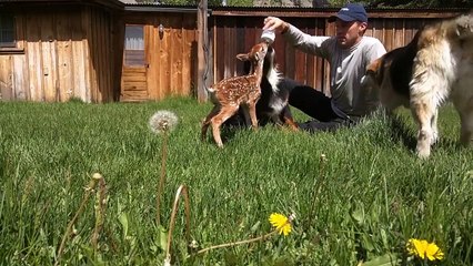 Stirnaitės istorija (Lithuanian version of Baby deer rescue and release)