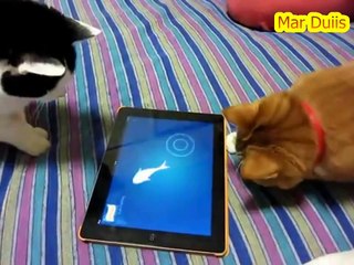 catching fish on ipad,two funny cats