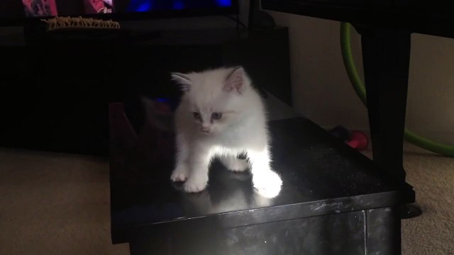 Tiny Kitten Tries And Fails A Big Jump