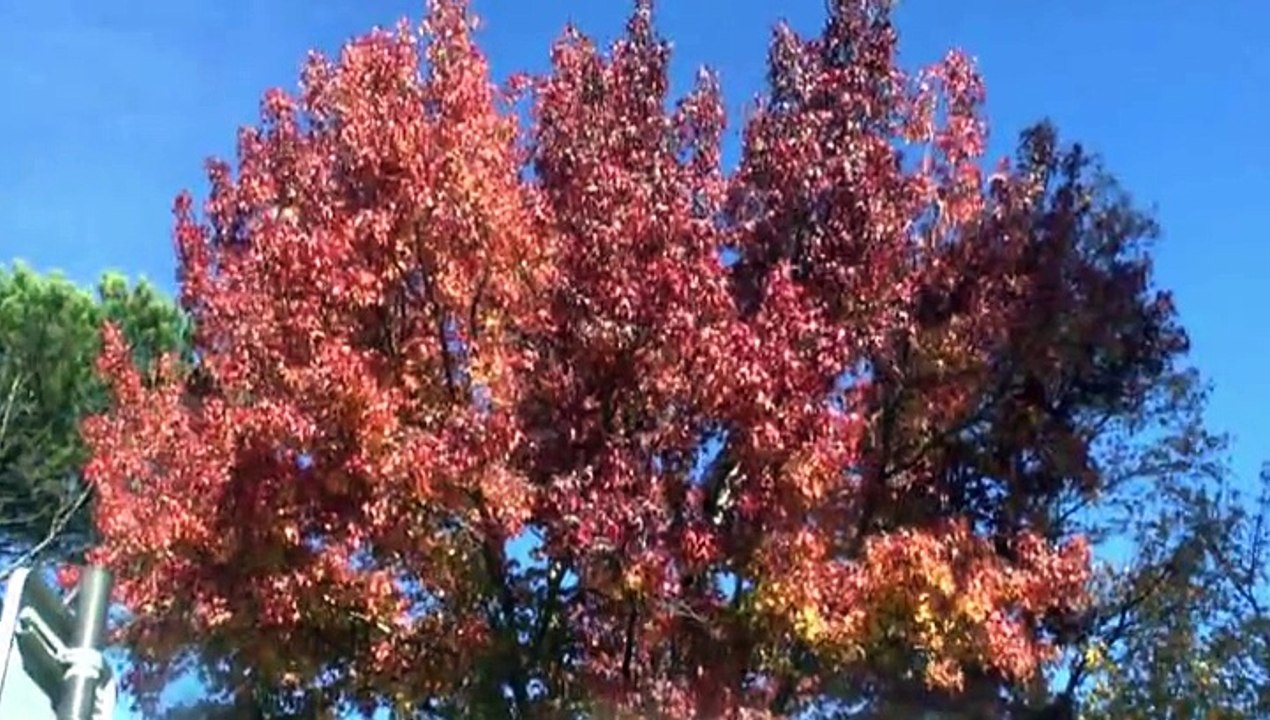 LES COUPS DE CŒUR DE MICHOU W-D.D. - 31 OCTOBRE 2015 - PAU - COULEURS D'AUTOMNE AUTOUR DU STADE NAUTIQUE.