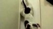 Staffordshire Bull Terrier Performs Handstand