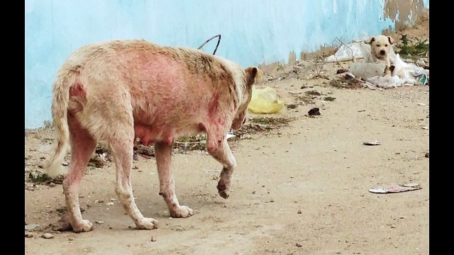 До слез жаль маму и ее 4-х малышей