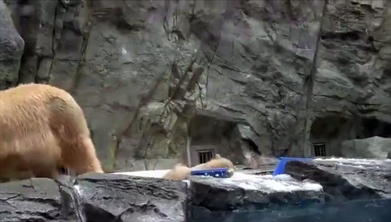 Osito cae al agua y... su madre acude al rescate