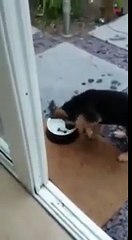 Confused puppy digs for a bone