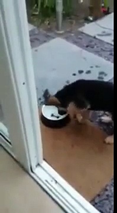 Confused puppy digs for a bone