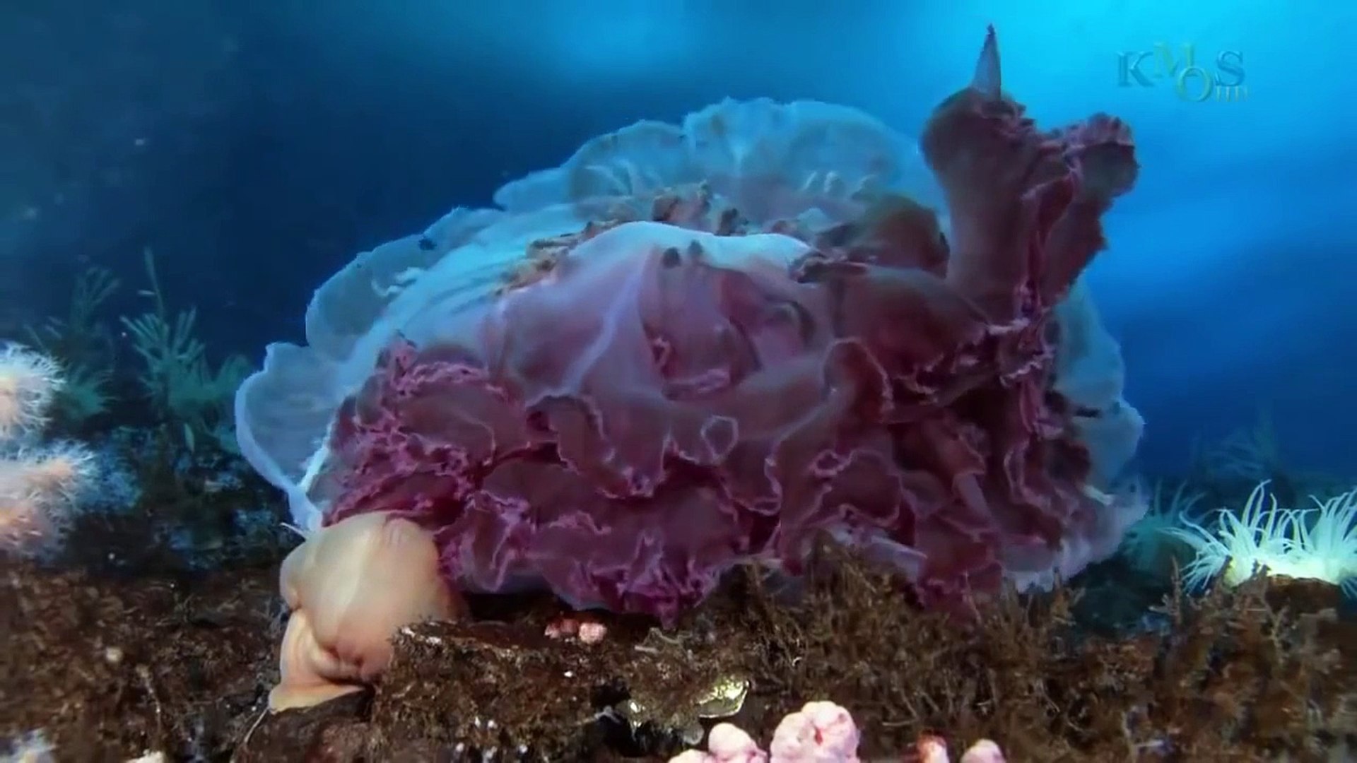 ⁣Wild discovery channel animals Under The Antarctic Ice National geographic Animal planet