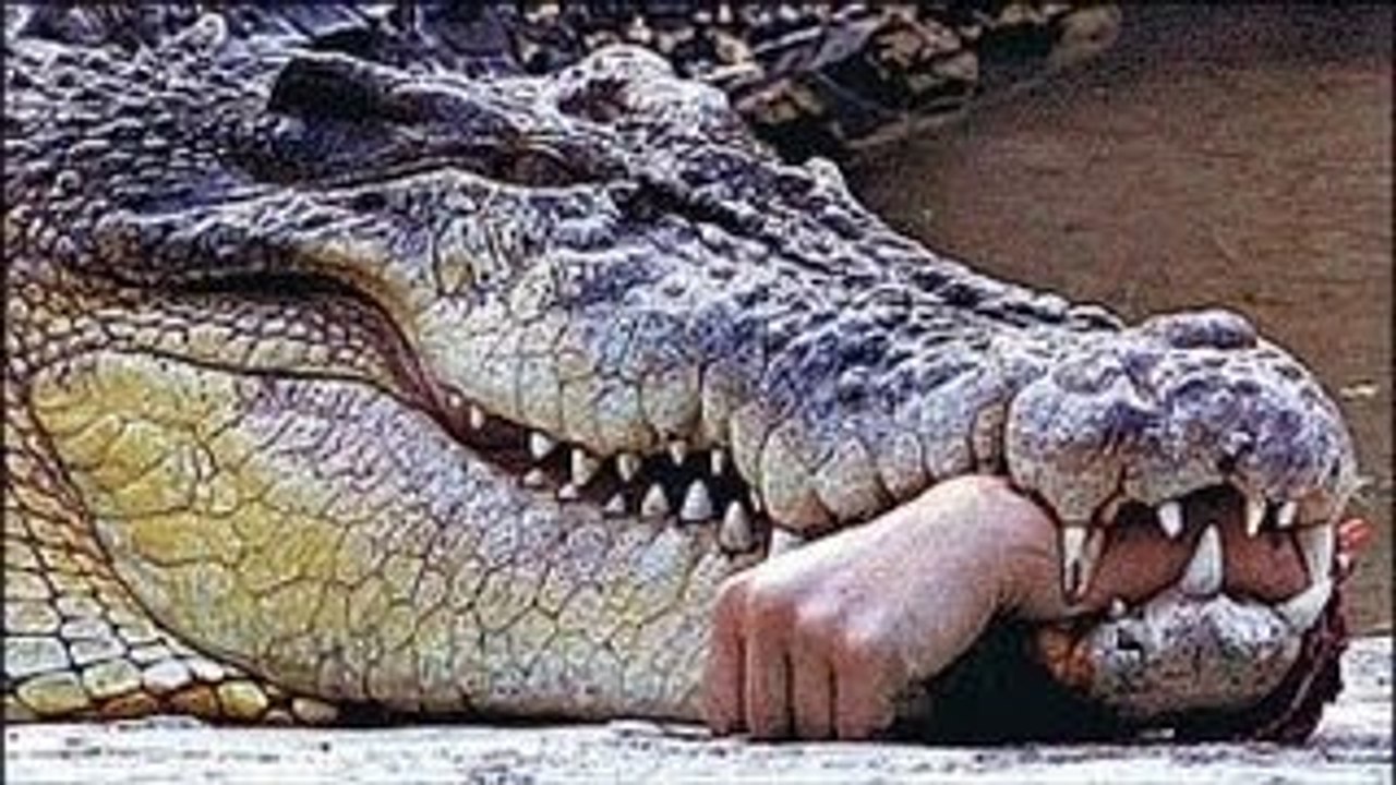 Crazy Animals ATTACK