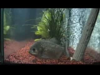 Mangeur de poisson 2éme parti