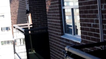 Удивительный прыжок белки с огромной высоты