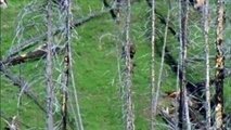 Grizzly Mother Bear Chases Down Elk - Most Shocking Kill