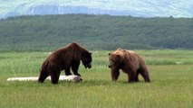 Battle Of The Giant Alaskan Grizzlies, grizzly vs grizzly, alaska