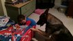 German Shepherd Dog puts little Boy to Bed... Adorable