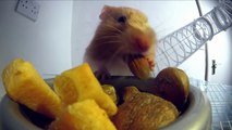 Hamster passé aux Rayons X pour analyser ce qu'il stock dans sa bouche