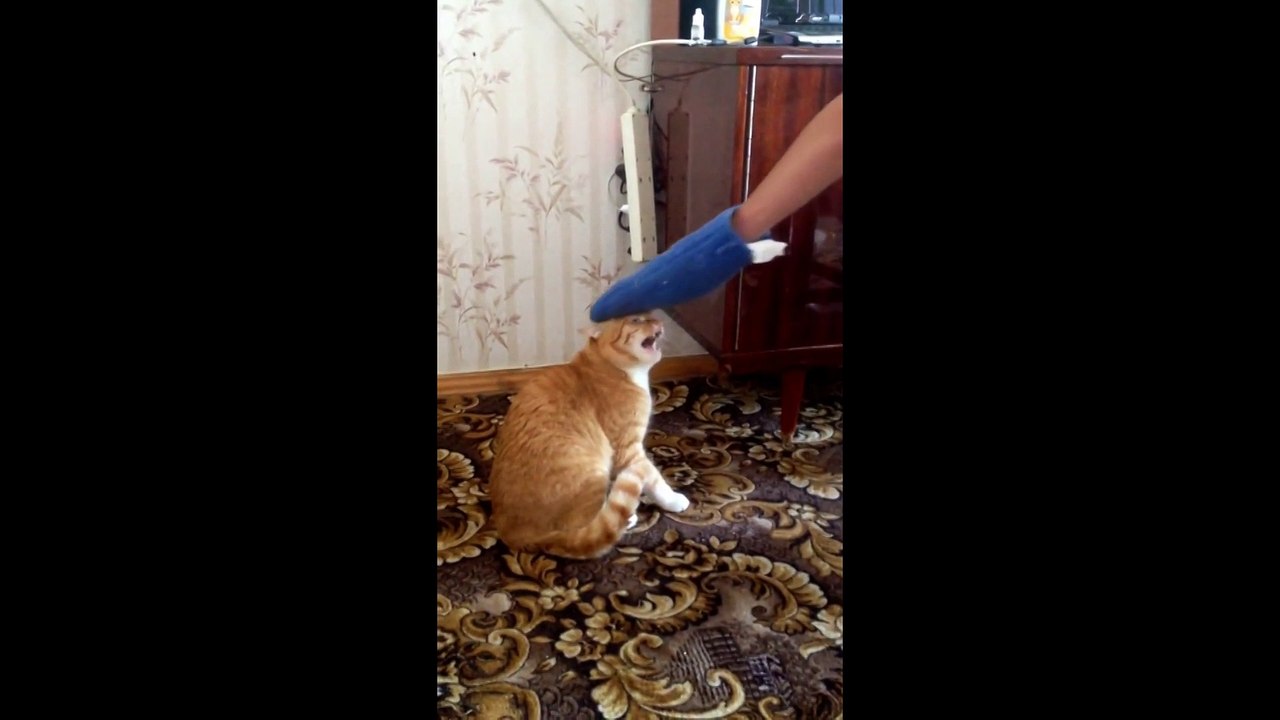 Кот расправился со своим мучителем. Смотреть до конца
