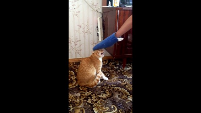 Кот расправился со своим мучителем. Смотреть до конца