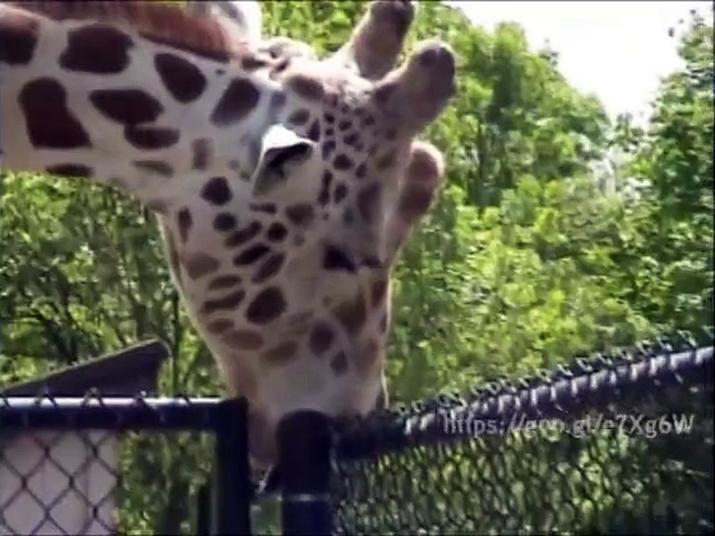 This funny Giraffe blows a Pole of her Palisade