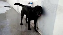 Dog opens water by himself to wash and get cooler... Well Done!
