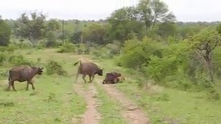 lion vs buffalo fight