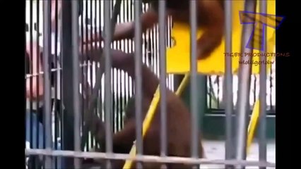 BEST FUNNY ANIMALS COMPILATION 2014 TOP 100 of short tricks with animals.