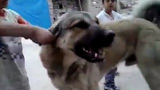Pthan Baby with Dog funny clip