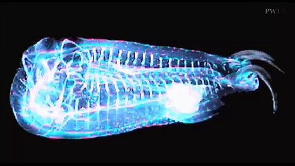 Salpa maggiore : the fish, the strangest ever seen