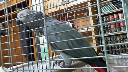 SUBHAN ALLAH parrot say.............