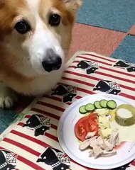 funny clip about dog appetite