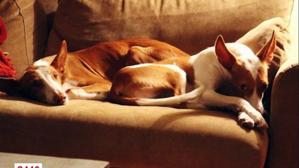 galgos112-calendrier-2016-galgos-ethique-europe