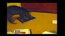 Funny Videos 2014 Funny Cats Video Funny Cat Videos Ever Funny Animals Funny Fails 2014