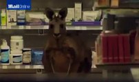 RAW: kangaroo Hops Into A Pharmacy In Melbournes Airport, Australia
