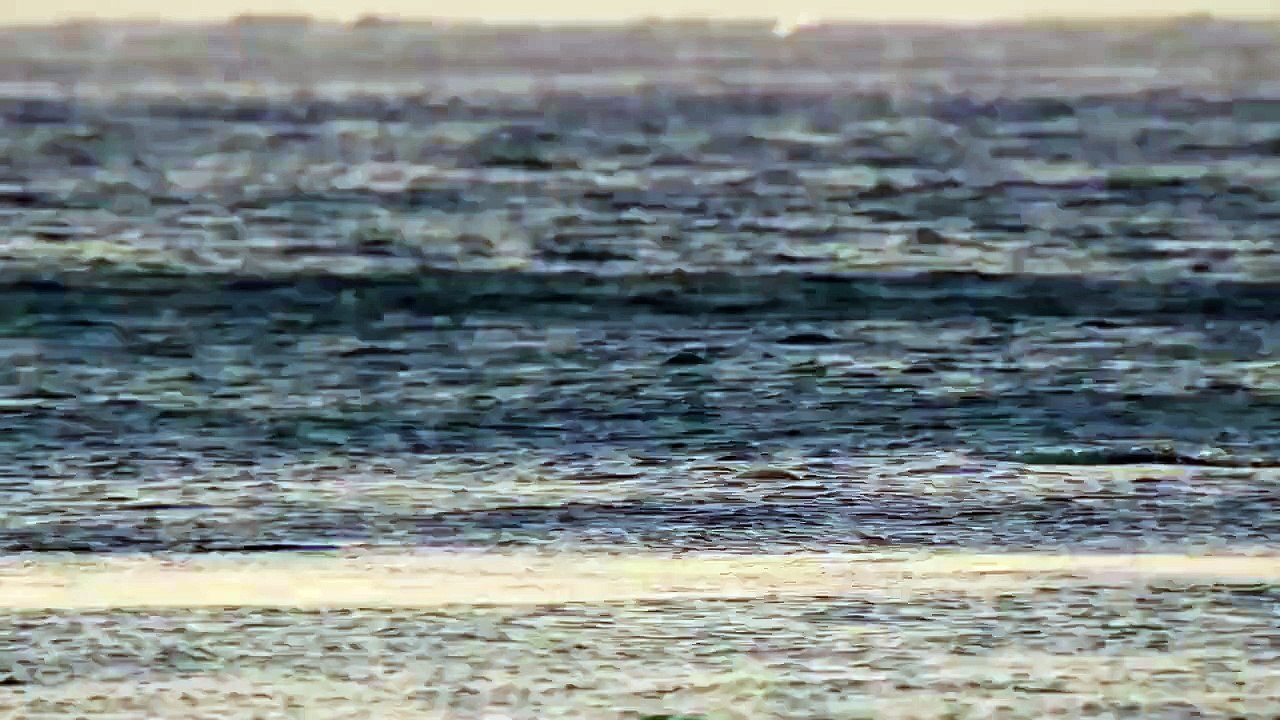 And why the dolphins so love to life, and we don't?