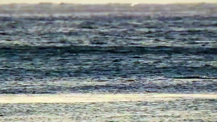 And why the dolphins so love to life, and we don't?