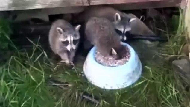 Moi, quand j'ai faim j'ai faim