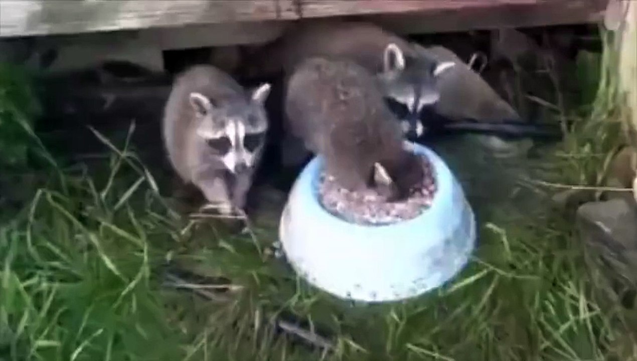 Moi, quand j'ai faim  j'ai faim