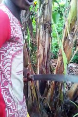 how to plant plantains