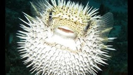 As Criaturas Mortais - Animais Mutantes