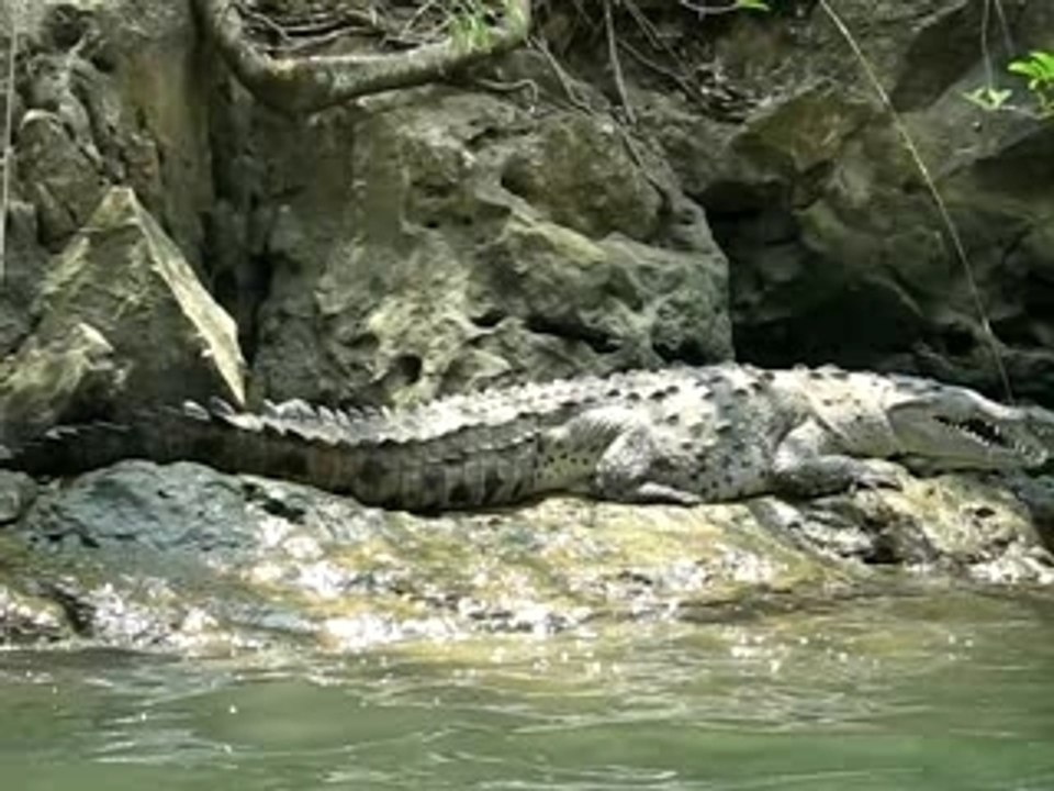 Croco