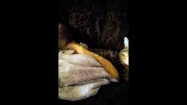 Happy Dog Wags Tail in Angry Cat's Face