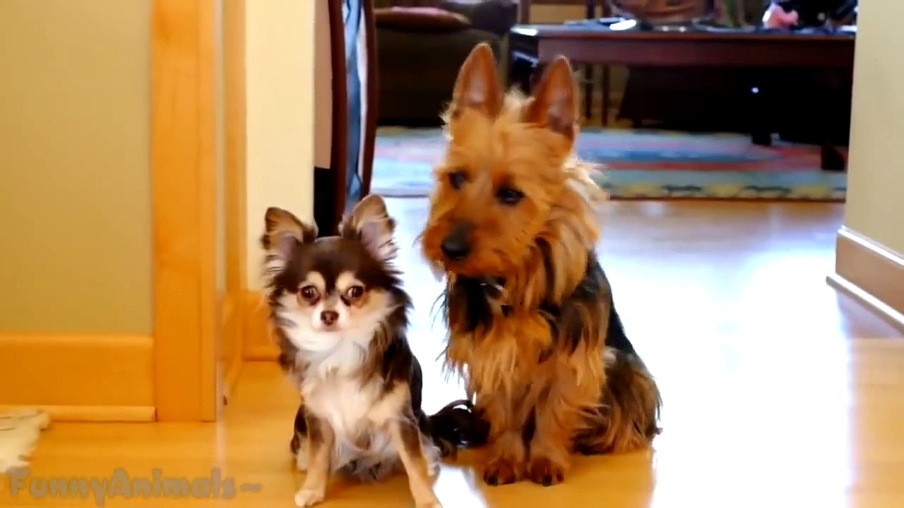 Funny Pets Compilation of the week - Best Compilation 2015 HD