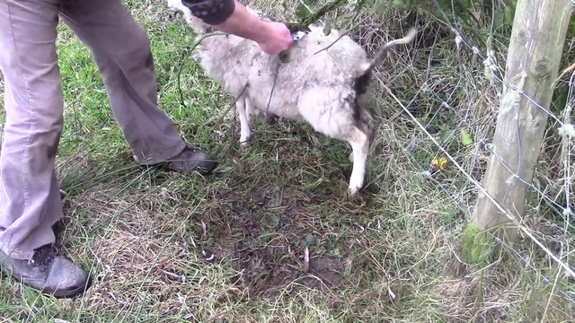 Des ronces tuent des moutons - pire que des plantes carnivores