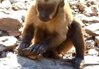 Smart Capuchin Is Useful With Tools