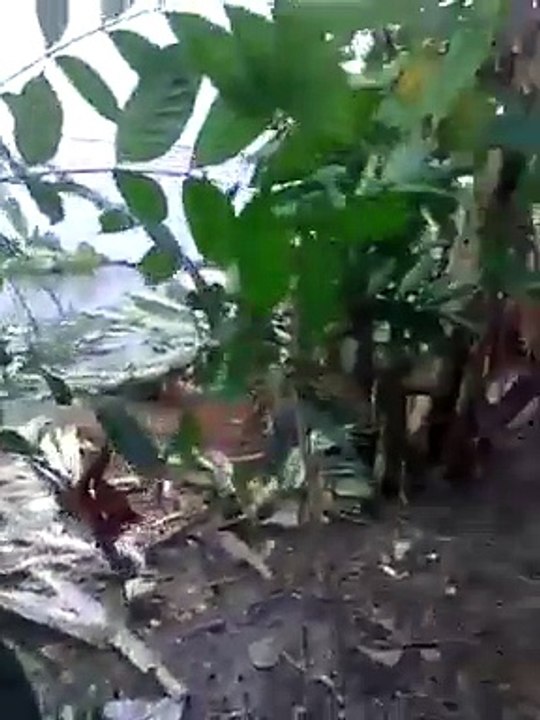 Deadly flood video in Pakistan