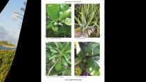 Bush Medicine of the Bahamas book: video of color plates of bush medicine plants