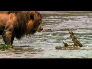 Lion strongest in the world defies the crocodile
