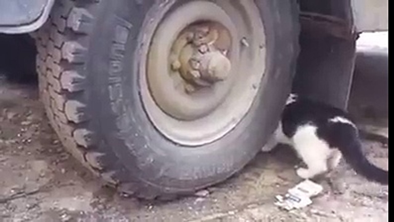 Real life Tom and Jerry, funny.