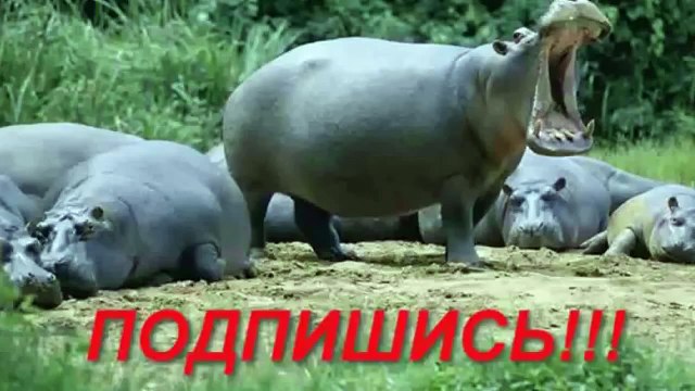 Приколы с людьми 2015 часть 363 III Классная подборка III