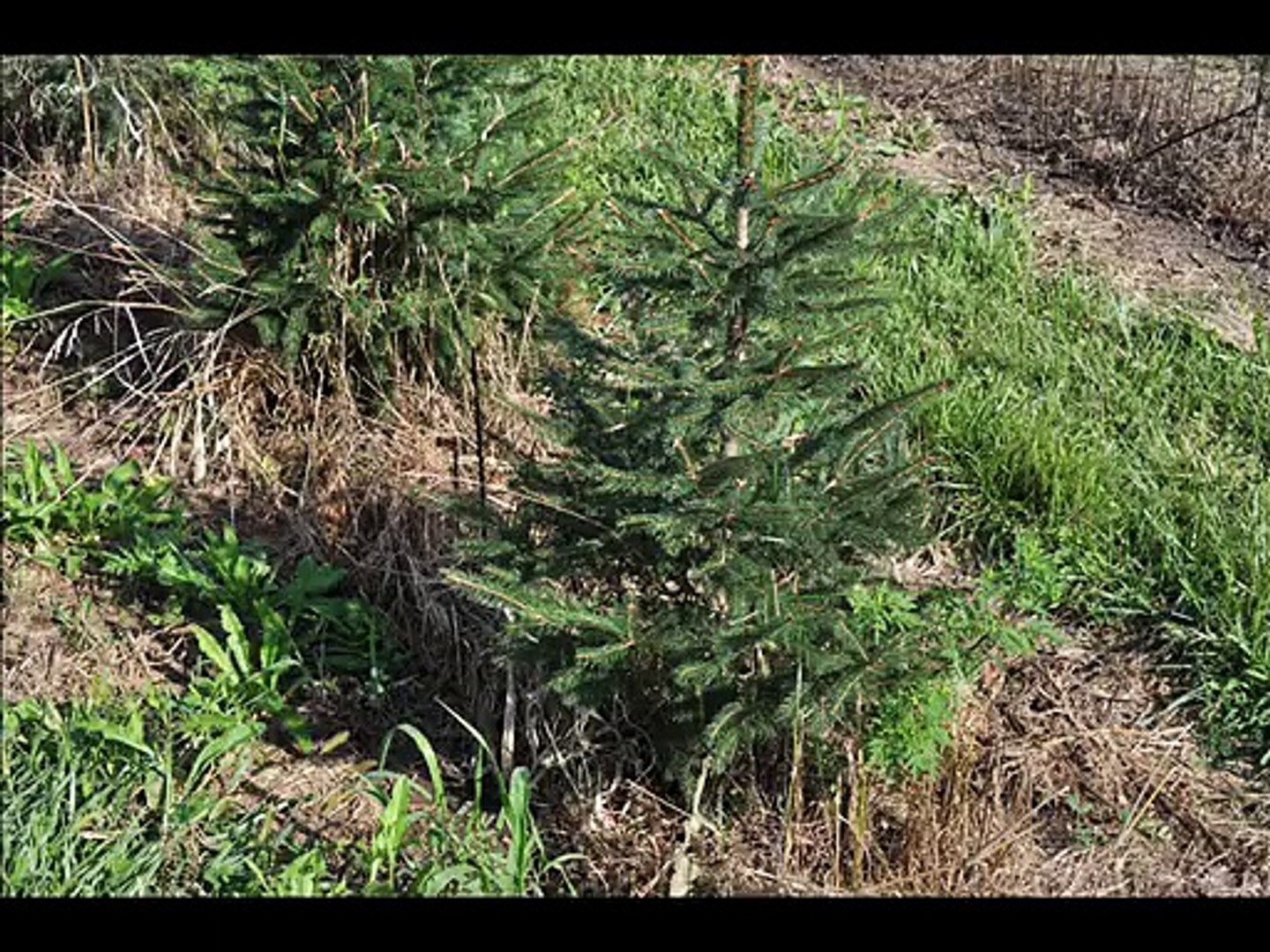 Norway Spruce Growth At 3 Years Video Dailymotion