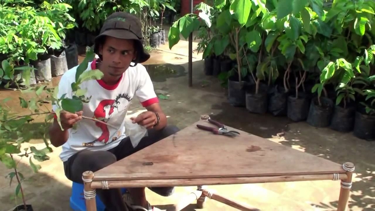 Cara Memperbanyak Tanaman_ OKULASI